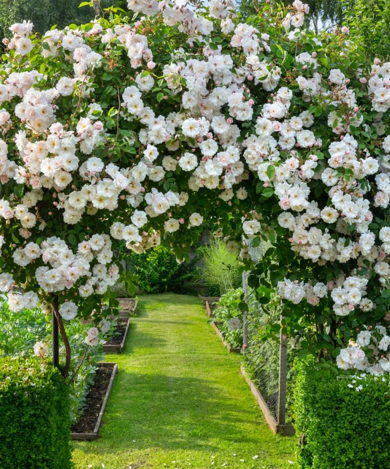 Arche de roses dans un jardin ensoleillé