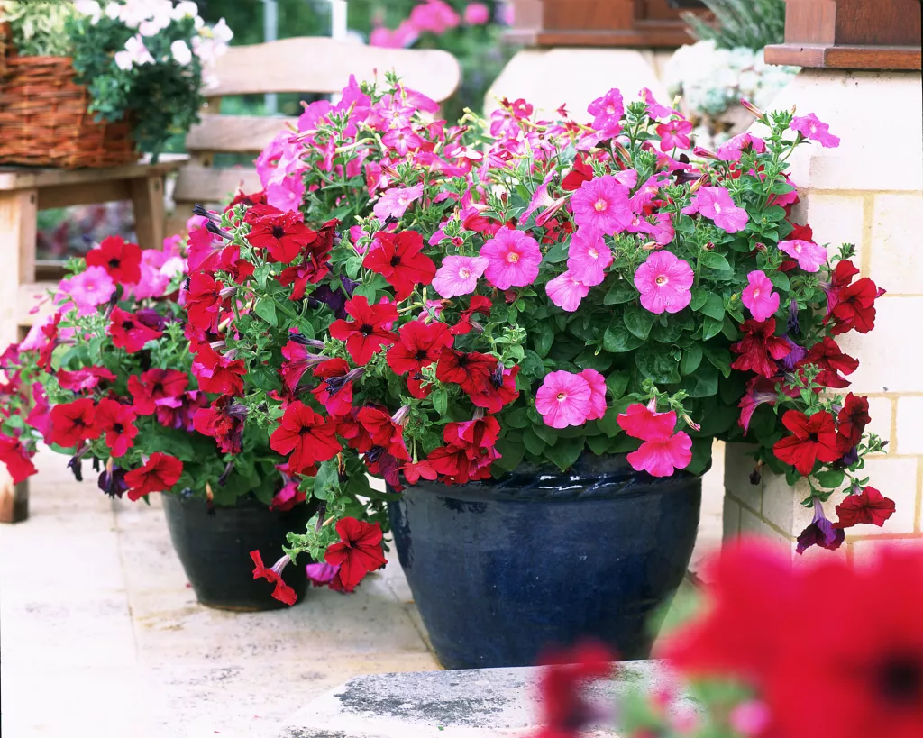 Pétunias en pot rouges et roses illustrant des idées de jardin de balcon.