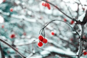 Lire la suite à propos de l’article Comment protéger ses plantes extérieures en hiver ?