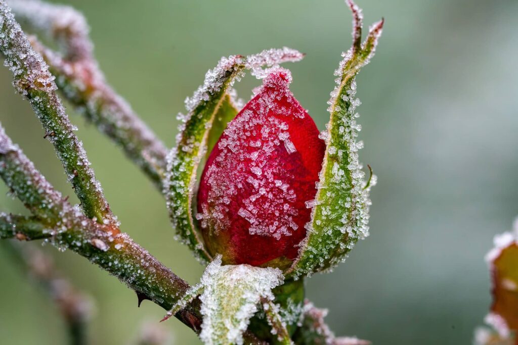 rose en hiver neige gel