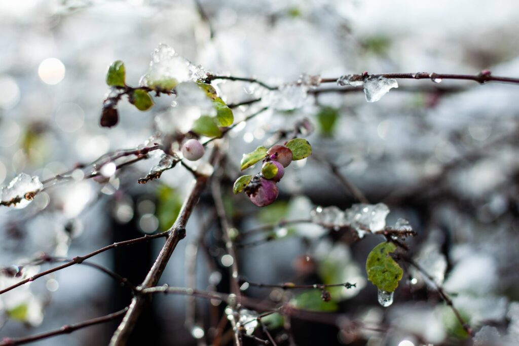 plante exterieure hiver neige