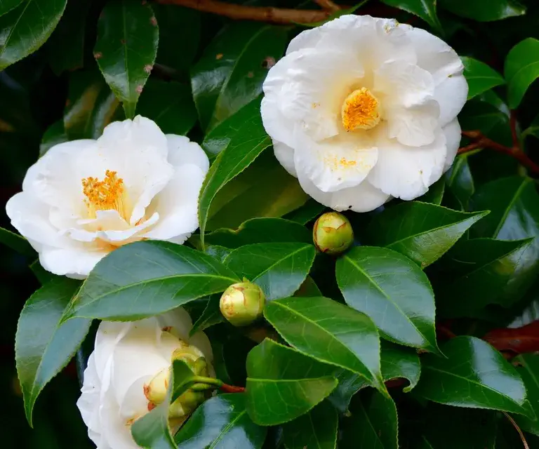 Camellia japonica à fleurs blanches