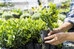 Lire la suite à propos de l’article Comment créer un jardin en permaculture : guide complet pour un écosystème durable