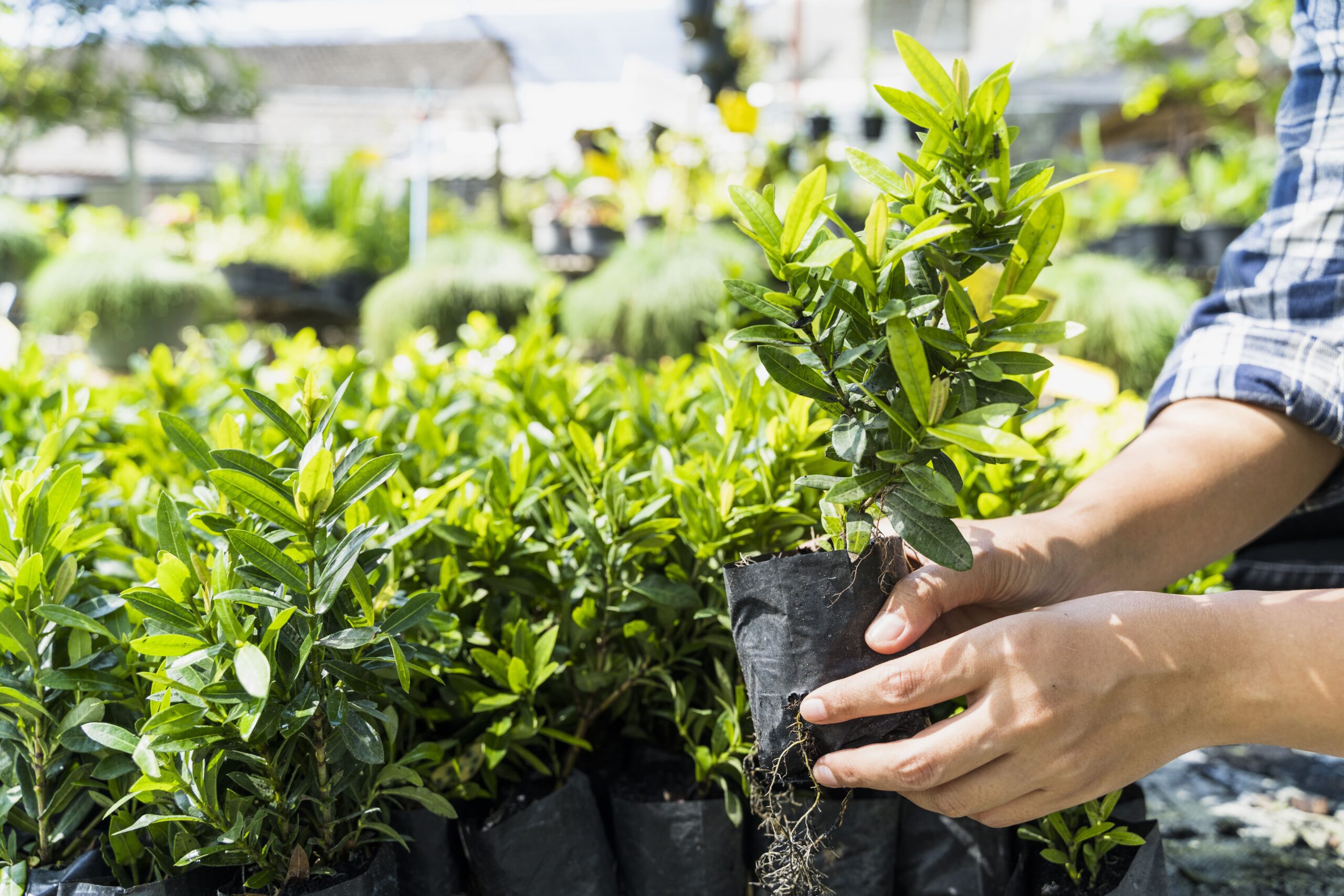 You are currently viewing Comment créer un jardin en permaculture : guide complet pour un écosystème durable