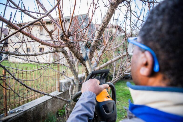 L’arboriculture urbaine : défis et solutions pour nos villes vertes