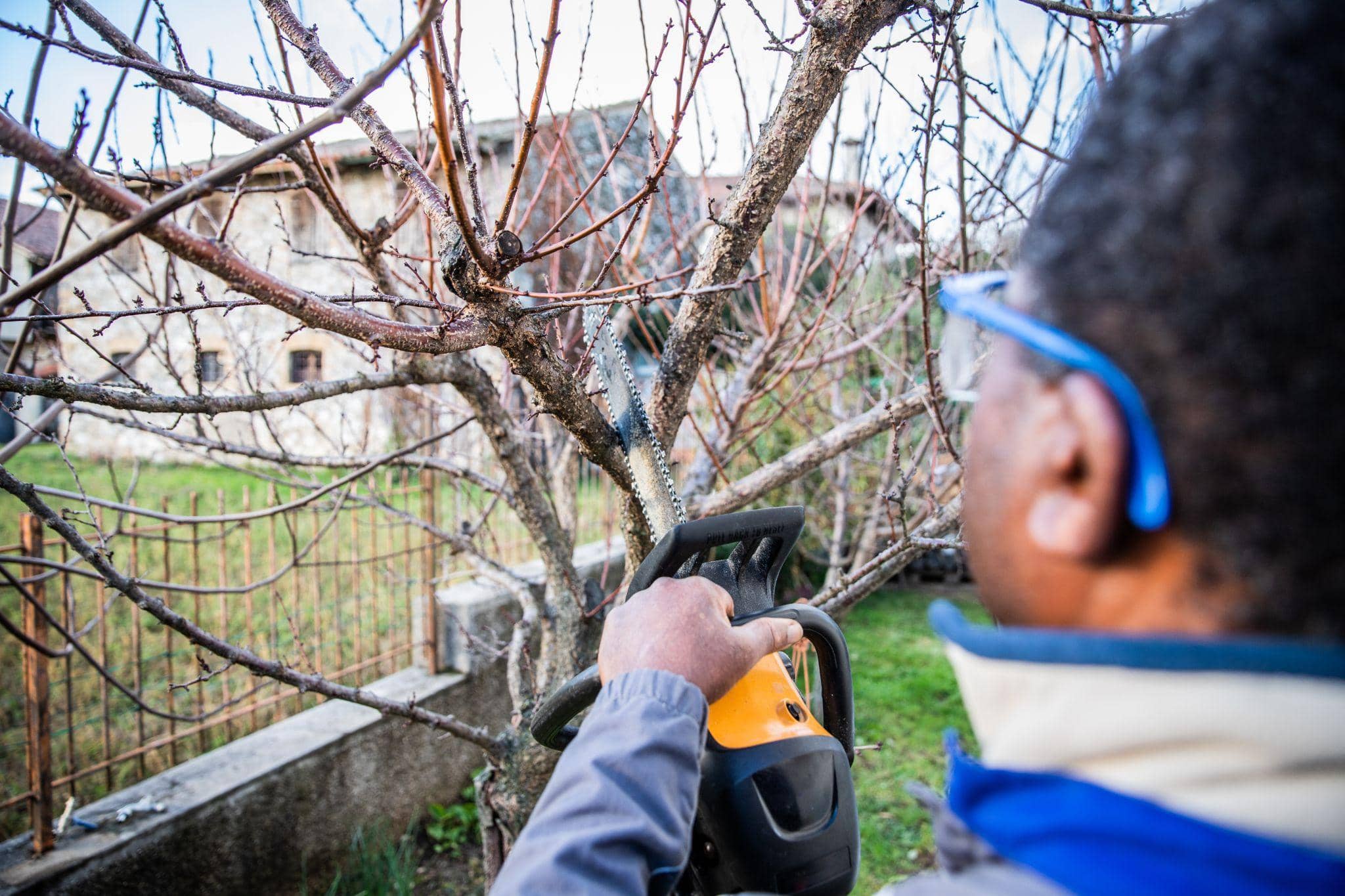 You are currently viewing L’arboriculture urbaine : défis et solutions pour nos villes vertes
