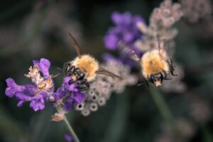 Lire la suite à propos de l’article Comment éloigner les bourdons naturellement ?