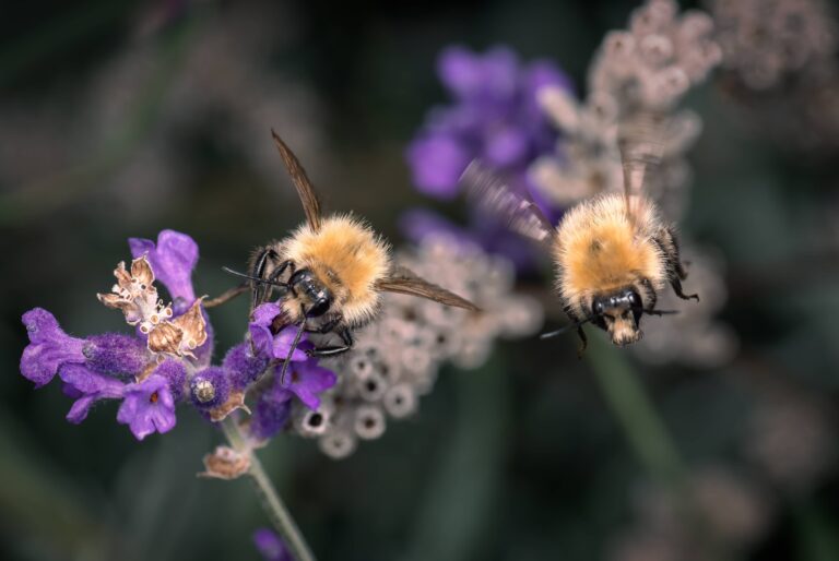 Comment éloigner les bourdons naturellement ?