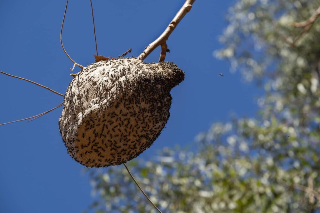 nid de guêpes dans l'arbre
