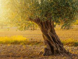 Lire la suite à propos de l’article Quelle est la durée de vie d’un olivier ?