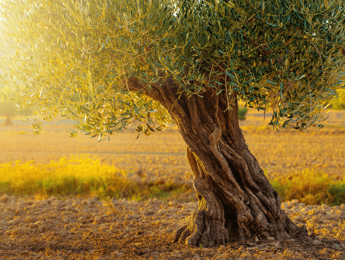 You are currently viewing Quelle est la durée de vie d’un olivier ?