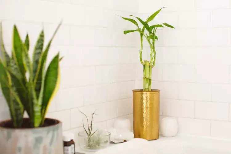 bambou d'intérieur Dracaena sanderiana plante absorbe l'humidité dans une salle de bain 