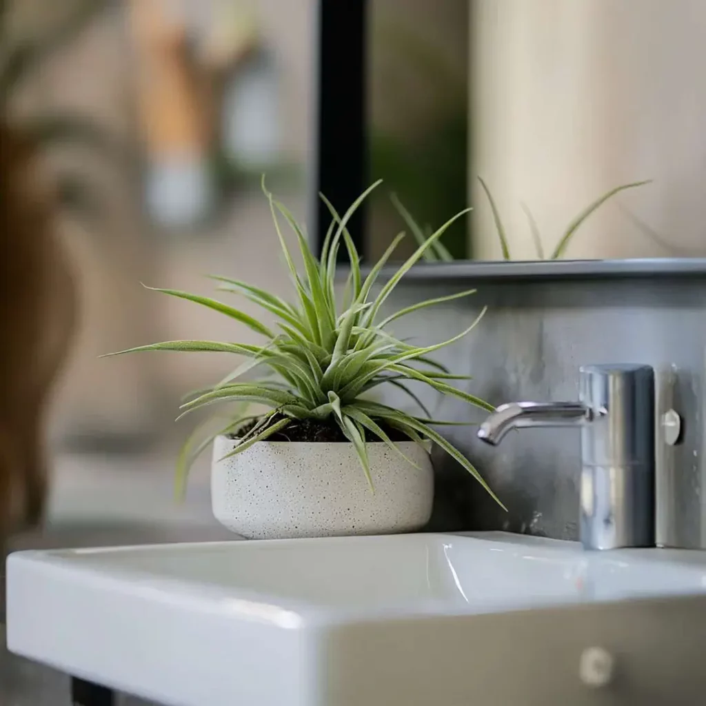 tillandsias plante qui absorbent l'humidité dans la salle de bain