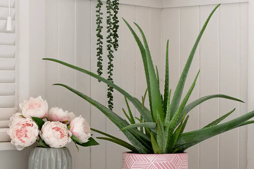 aloe vera Plante qui absorbent l'humidité dans la salle de bain