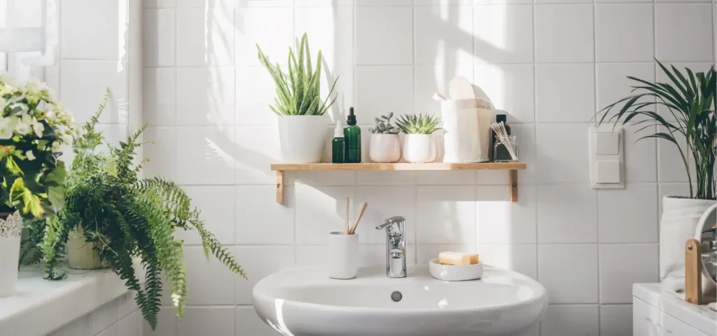 plantes qui absorbe humidité salle de bain sans fenêtre 