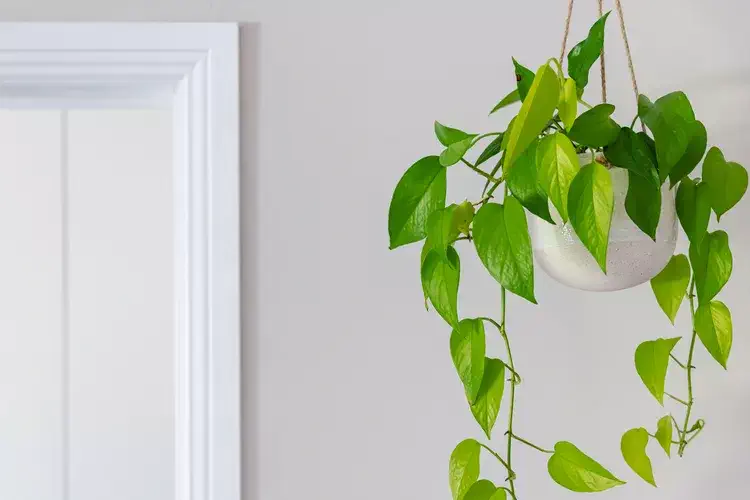 pothos liane tropicale Epipremnum aureum plante absorbe l'humidité dans une salle de bain 
