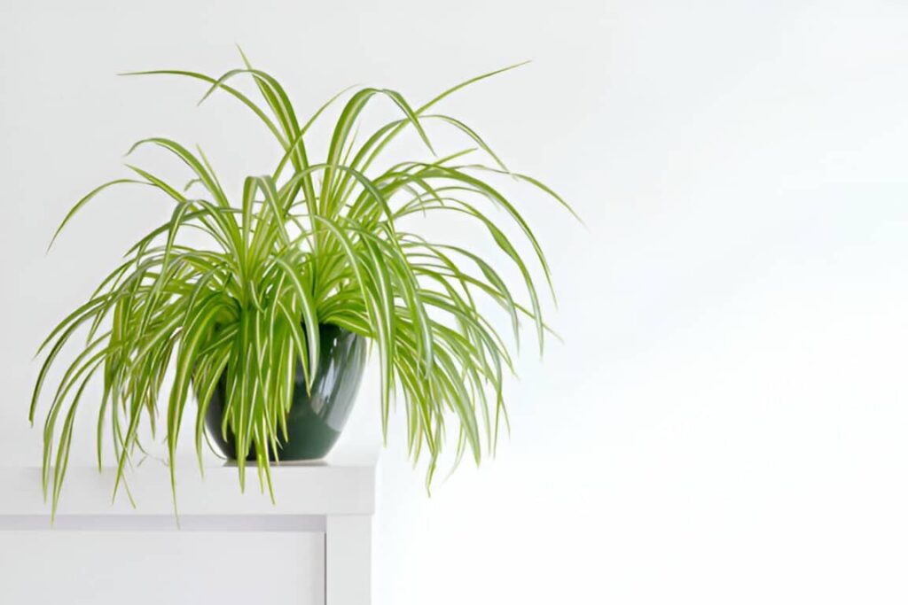 araignée chlorophytum comosum plante qui absorbe l'humidité dans une salle de bain  