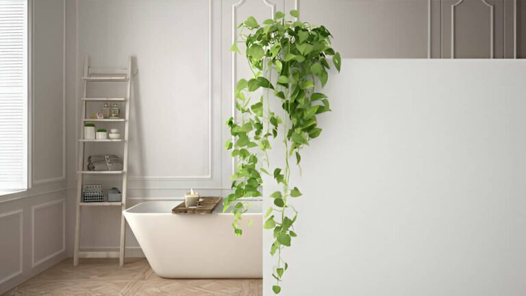 Quelle plante absorbe l&rsquo;humidité dans une salle de bain : top 10 des espèces efficaces
