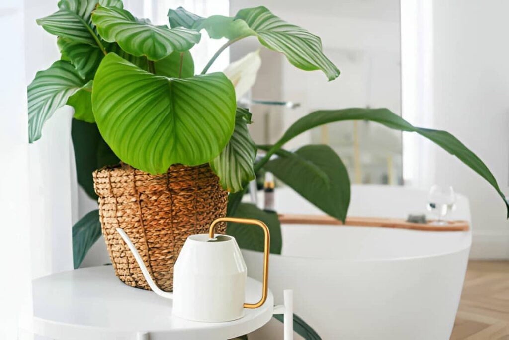 philodendron plante qui absorbe l'humidité dans une salle de bain  