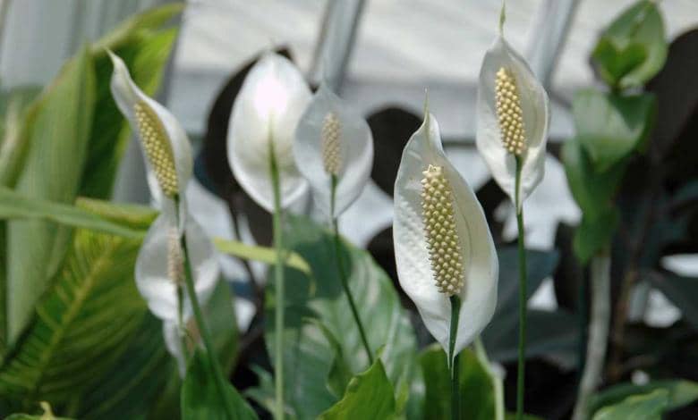 spathiphyllum plante qui absorbe l'humidité dans une salle de bain 