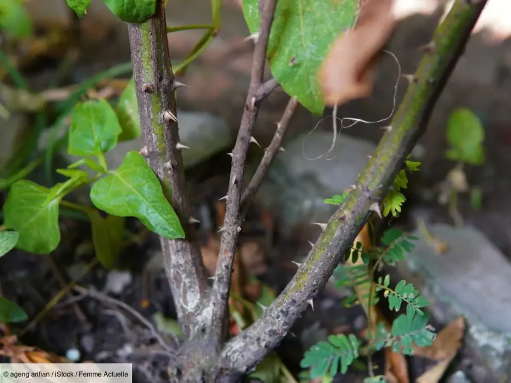 surveiller les ronces graines de ronces se développement couper et enlever les ronces naturellement définitivement