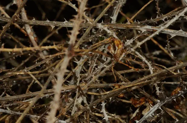 Comment se débarrasser des ronces coupées sèches