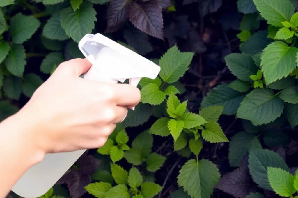 désherbant naturel détruire les ronces avec du vinaigre blanc