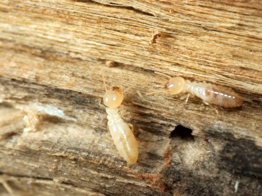 Gros plan macro de termites sur du bois endommagé, au premier plan un petit flacon d’huile de neem avec compte-gouttes, ambiance pédagogique, lumière naturelle, photographie réaliste détaillée, profondeur de champ douce.